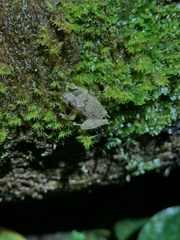 Pristimantis croceoinguinis