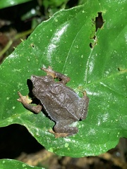 Rhinella festae
