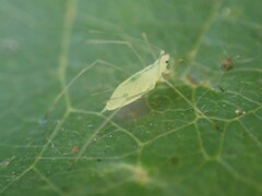 Macrosiphum californicum