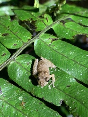 Pristimantis croceoinguinis