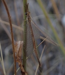 Macronemurus