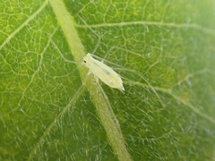 Macrosiphum californicum