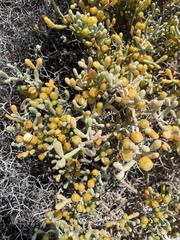 Tetraena fontanesii image