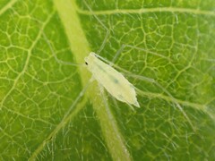 Macrosiphum californicum