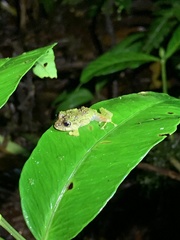 Pristimantis katoptroides