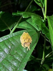 Dendropsophus parviceps