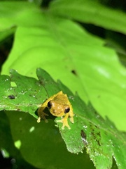 Dendropsophus parviceps