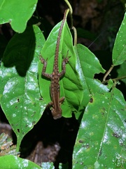 Gelanesaurus flavogularis