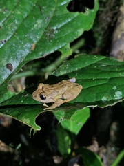 Pristimantis mallii