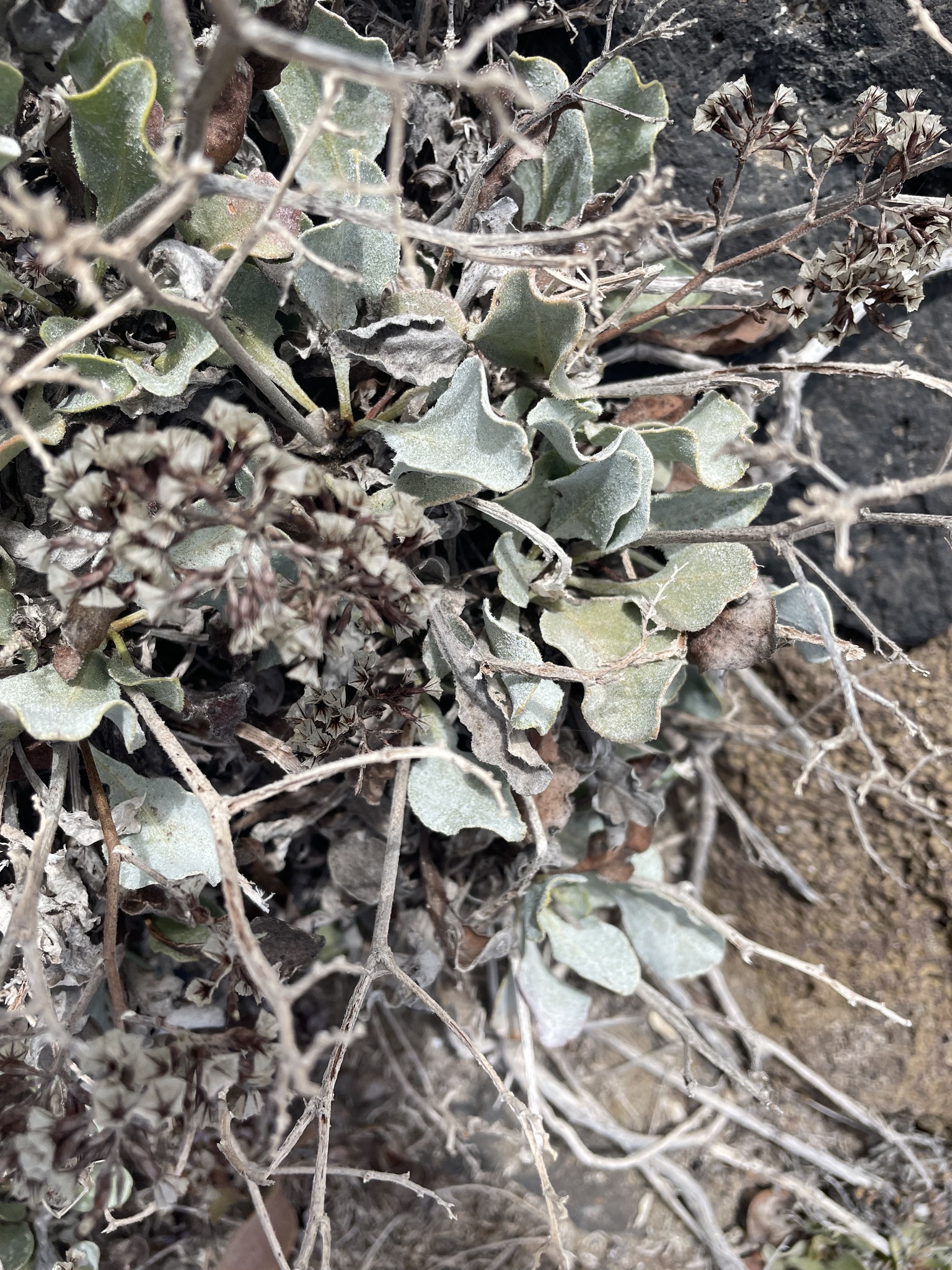 Limonium puberulum