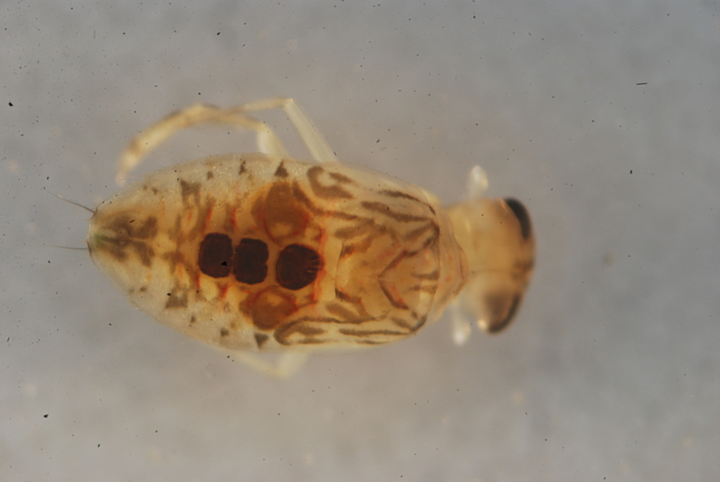 Micronecta Raccolte Micronecta from 台灣花蓮縣 on July 10, 2022 by Yuchen. Larvae · iNaturalist
