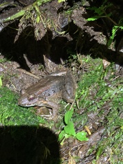 Leptodactylus wagneri