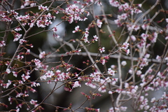 Prunus incisa