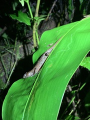 Gelanesaurus flavogularis