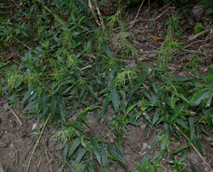 Cyrtococcum oxyphyllum