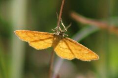 Idaea serpentata