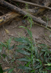 Cyrtococcum oxyphyllum