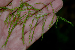 Cyrtococcum oxyphyllum