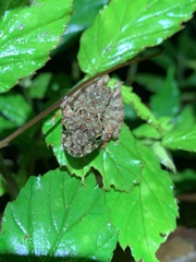 Pristimantis rubicundus