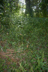 Cyrtococcum oxyphyllum