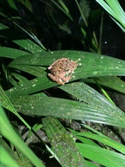Pristimantis rubicundus