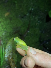 Hyloscirtus phyllognathus