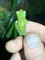 Hyloscirtus phyllognathus