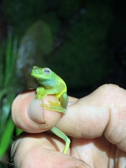 Hyloscirtus phyllognathus