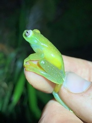 Hyloscirtus phyllognathus