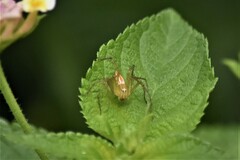 Oxyopes sertatus
