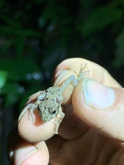 Pristimantis rubicundus
