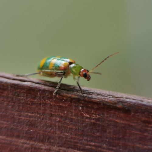 Diabrotica speciosa photo 5