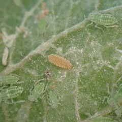 Aphidoletes