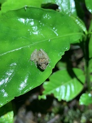 Pristimantis croceoinguinis