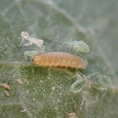 Aphidoletes