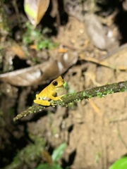 Dendropsophus parviceps