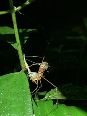 Dendropsophus parviceps