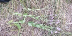 Verbena × rydbergii