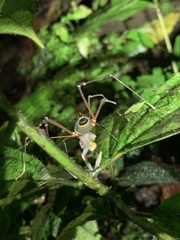 Dendropsophus parviceps
