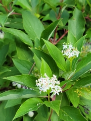 Cornus sericea