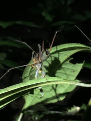 Dendropsophus parviceps