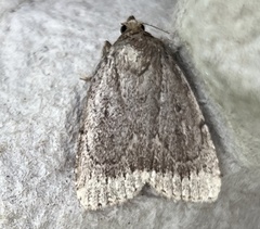 Amphipyra glabella