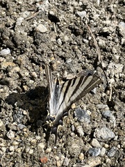 Iphiclides