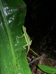 Anolis fitchi