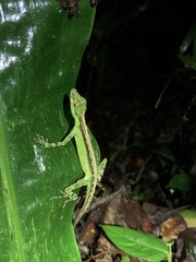 Anolis fitchi