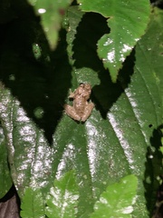 Pristimantis croceoinguinis