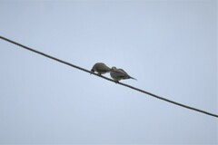 Streptopelia senegalensis