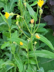Sonchus arvensis