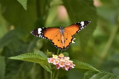 Danaus chrysippus