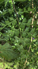 Asplenium aethiopicum